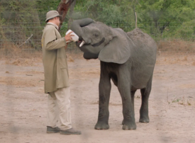 Thumb screenshot 2022 07 22 at 14 14 02 elephant rescue   guardians of the wild  season 1 episode 1  apple tv