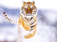 Thumb siberian tiger