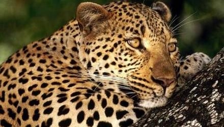 Peredneaziatskiy leopard1  bx8y8ym
