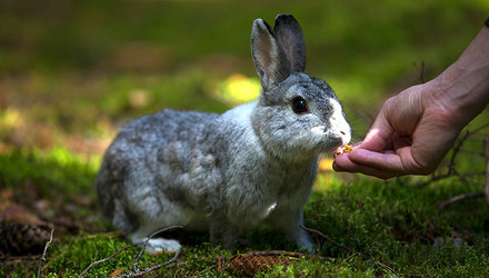 021418 ts rabbit domestication feat
