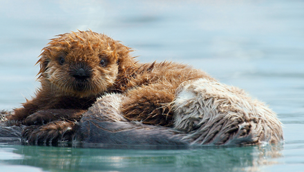 A wild year on earth otter pup